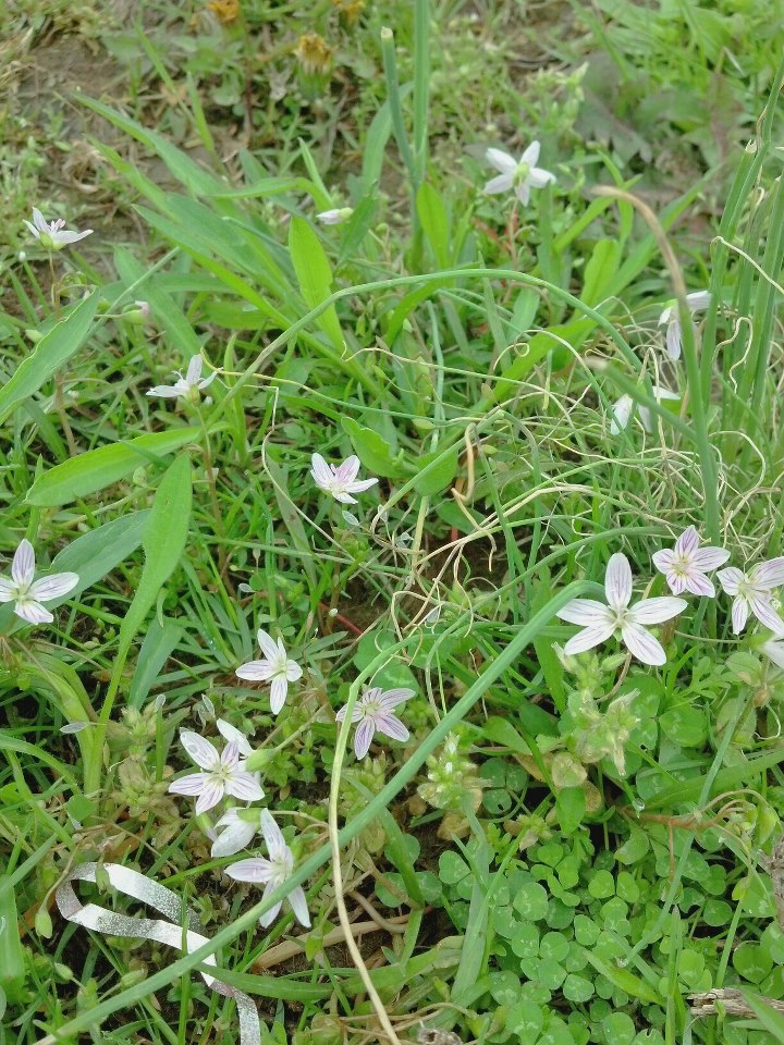 week 04 virginia springbeauty