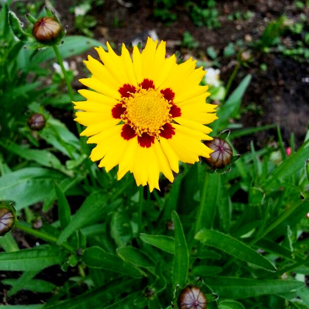 Such lovely tickseed. Our wedding colors AND it's a native Ohio flower!