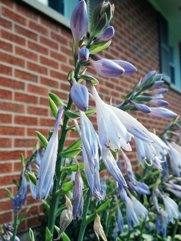 IMG_20130717_174520_373_1