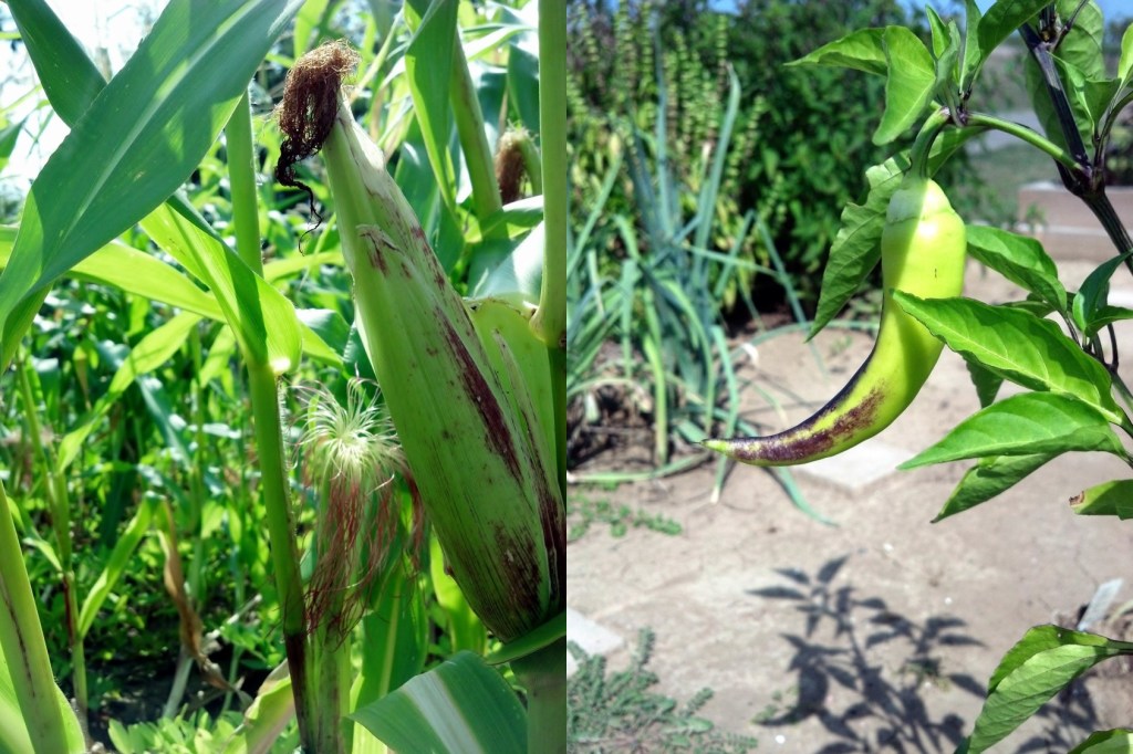 Baby corn and some peppers. Yum!