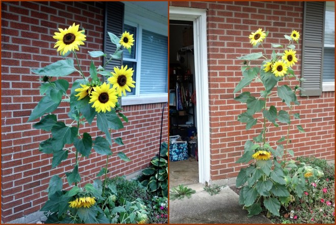 131017 sunflowers