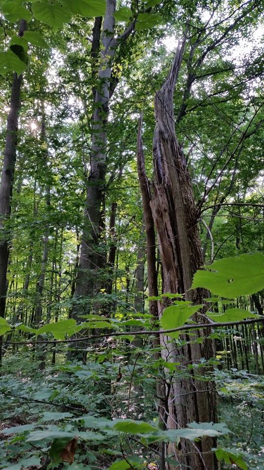 140803 Germantown 02