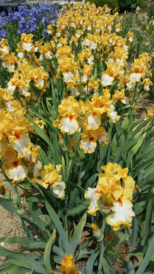 140612 - iris farms 10