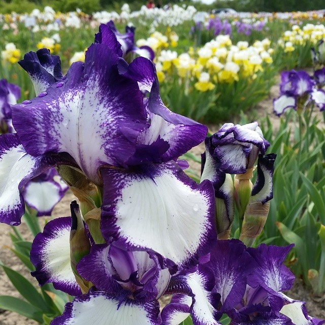 140612 - iris farms 15